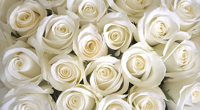 Фотообои "White roses"