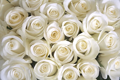 Фотообои "White roses"